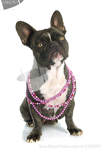 Image of french bulldog 