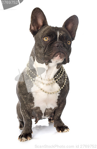 Image of french bulldog 