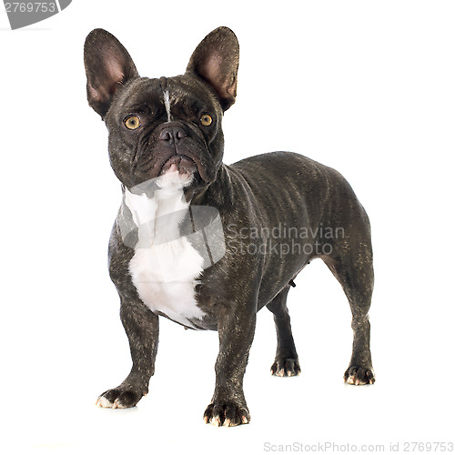 Image of french bulldog 