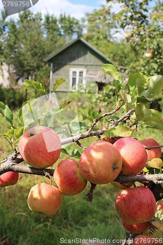 Image of very tasty and ripe apples