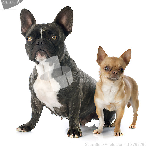 Image of french bulldog and chihuahua