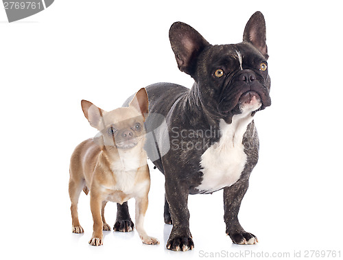 Image of french bulldog and chihuahua