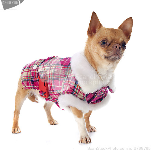 Image of dressed chihuahua