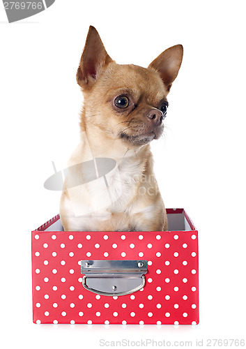 Image of chihuahua in box