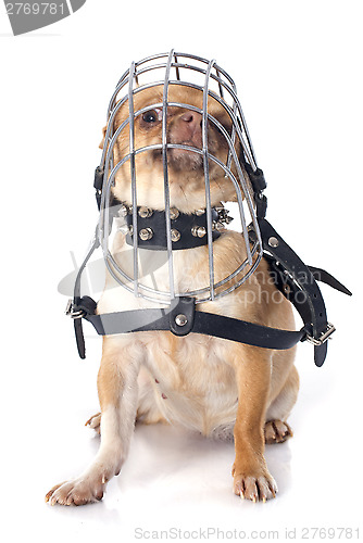 Image of chihuahua in muzzle