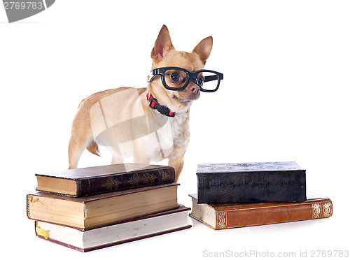 Image of chihuahua and glasses