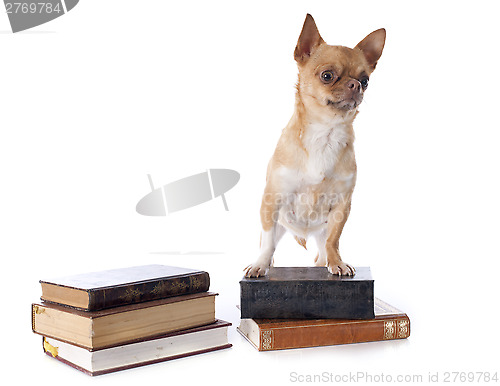 Image of chihuahua and books