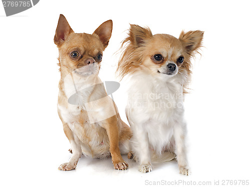Image of chihuahuas