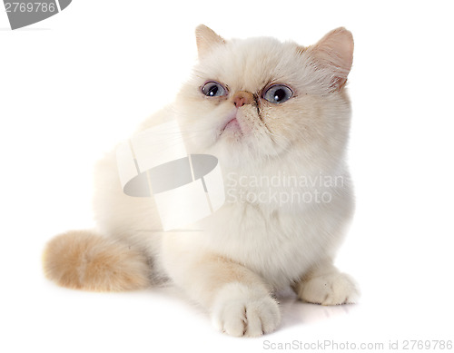 Image of exotic shorthair cat