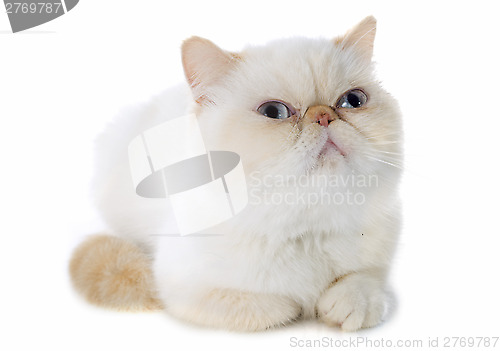 Image of exotic shorthair cat