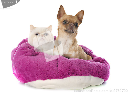 Image of exotic shorthair cat and chihuahua