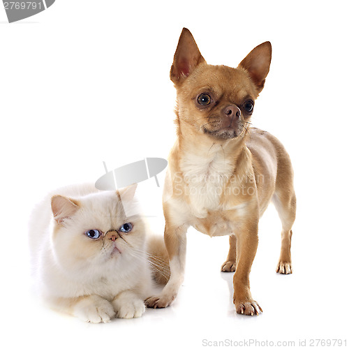 Image of exotic shorthair cat and chihuahua