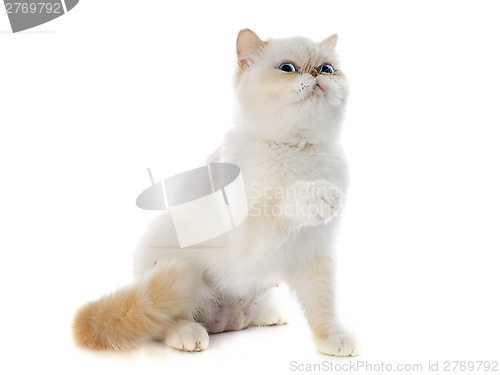 Image of exotic shorthair cat
