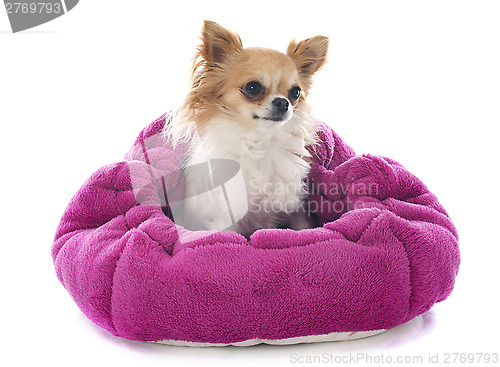 Image of chihuahua in cushion