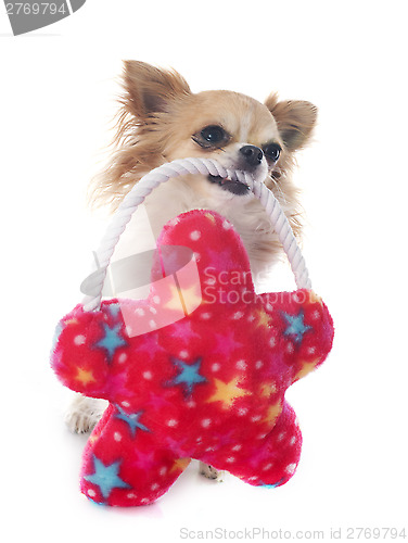 Image of chihuahua and toy
