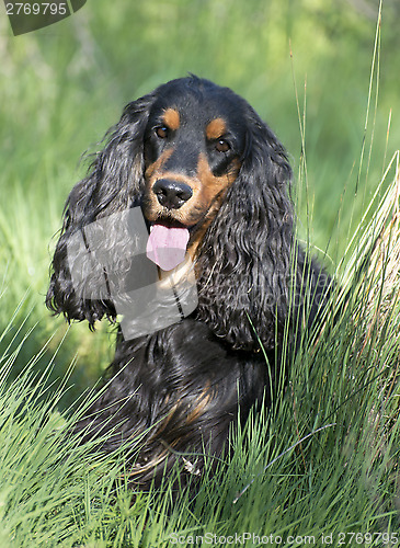 Image of english cocker