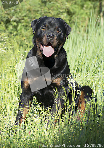 Image of rottweiler