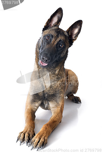 Image of malinois