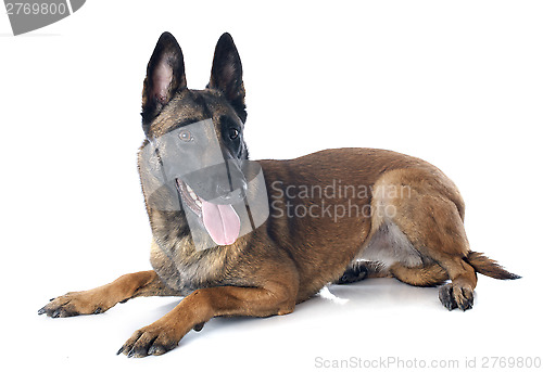 Image of malinois