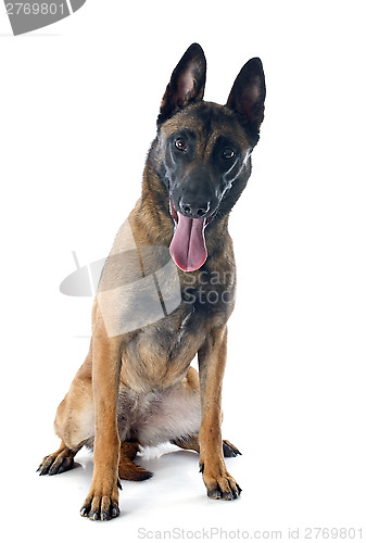 Image of malinois