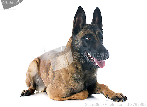 Image of malinois