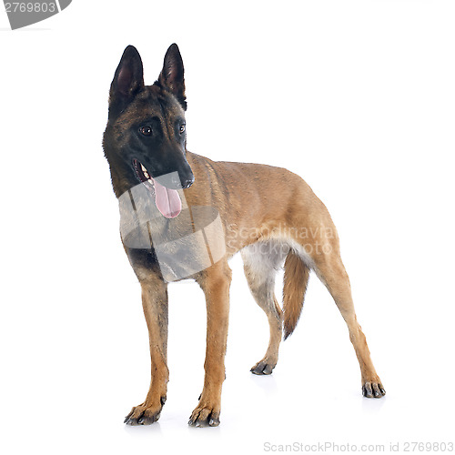 Image of malinois