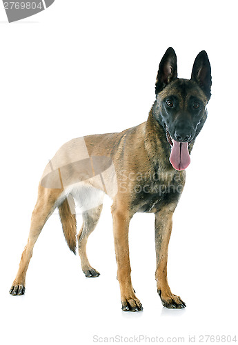 Image of malinois