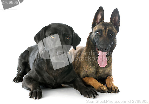 Image of malinois and labrador retriever