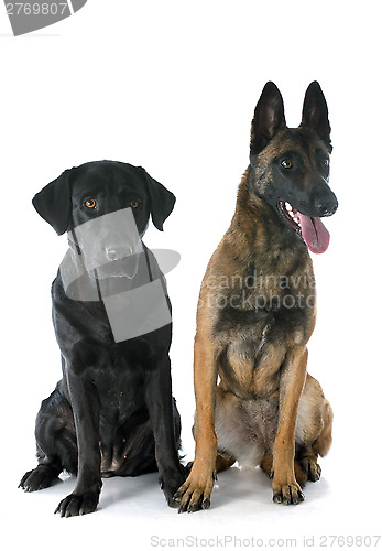 Image of malinois and labrador retriever