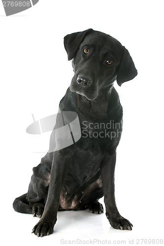 Image of labrador retriever