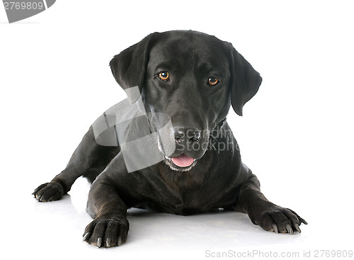 Image of labrador retriever