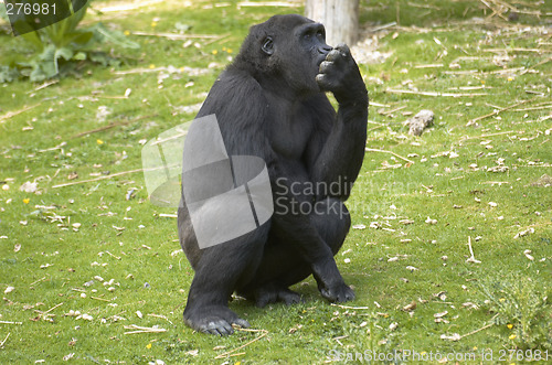 Image of Lowland Gorilla