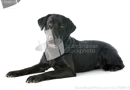 Image of labrador retriever