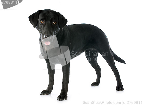 Image of labrador retriever