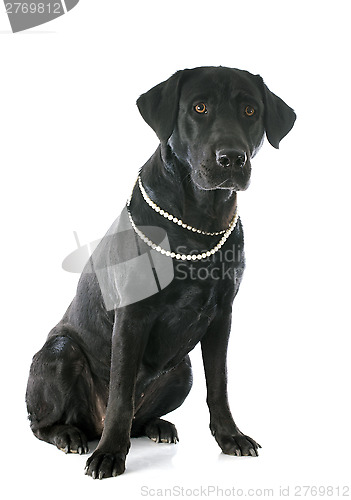 Image of labrador retriever