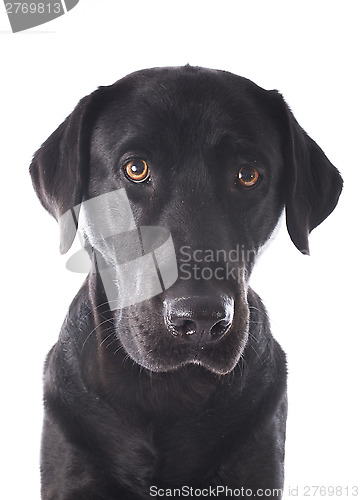 Image of labrador retriever