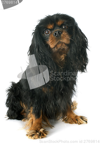 Image of cavalier king charles