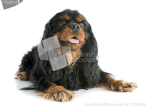 Image of cavalier king charles