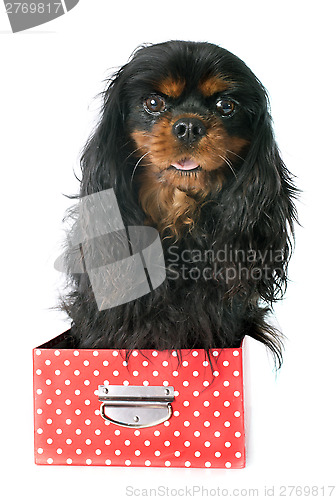 Image of cavalier king charles