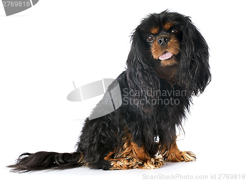 Image of cavalier king charles