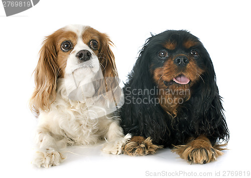 Image of two cavalier king charles