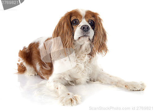 Image of cavalier king charles