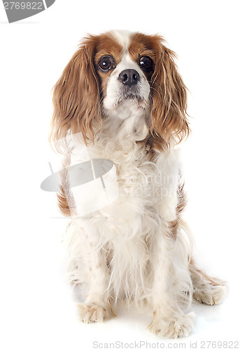 Image of cavalier king charles