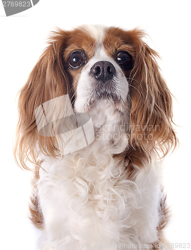 Image of cavalier king charles