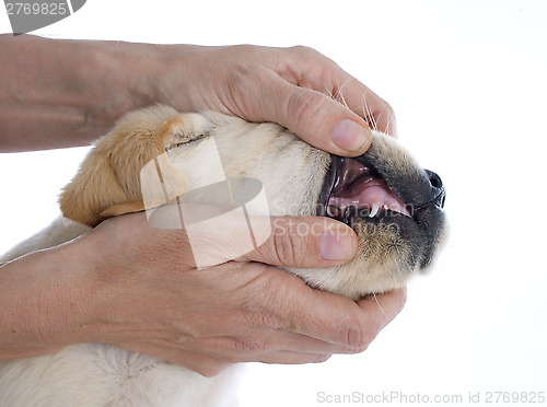 Image of teeth of puppy 