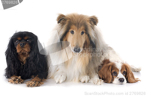 Image of cavalier king charles and collie