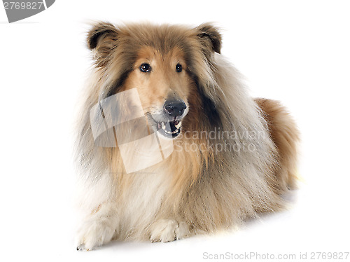 Image of rough collie