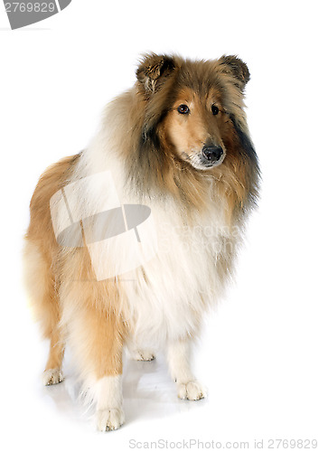 Image of rough collie