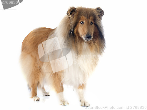 Image of rough collie