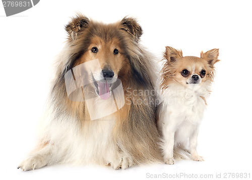 Image of rough collie and chihuahua